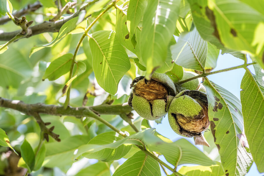 Heimische Nüsse - diese Nusssorten wachsen bei uns - Verival Blog