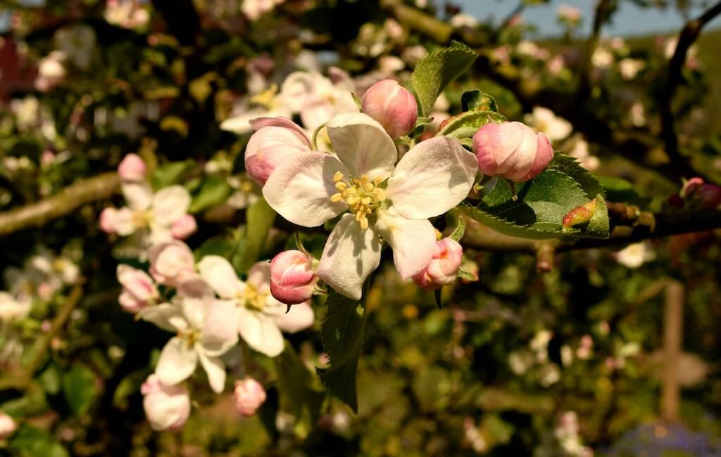 Apfelblüte Rosengewächs