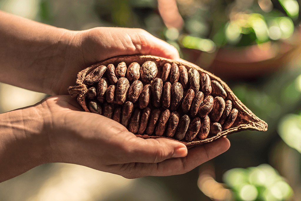 Der Kakaoanbau ist herausfordernd