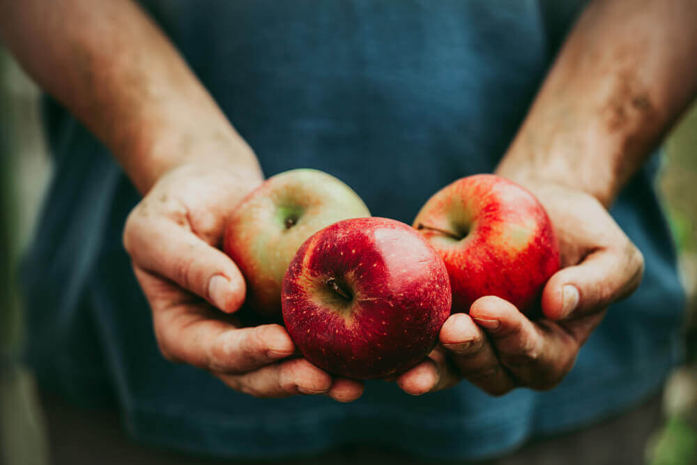 Nährwerte und Inhaltsstoffe – Apfel