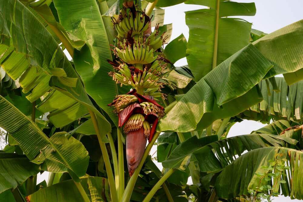 Die Bananenpflanze und ihre Teile - Botanische Eigenschaften