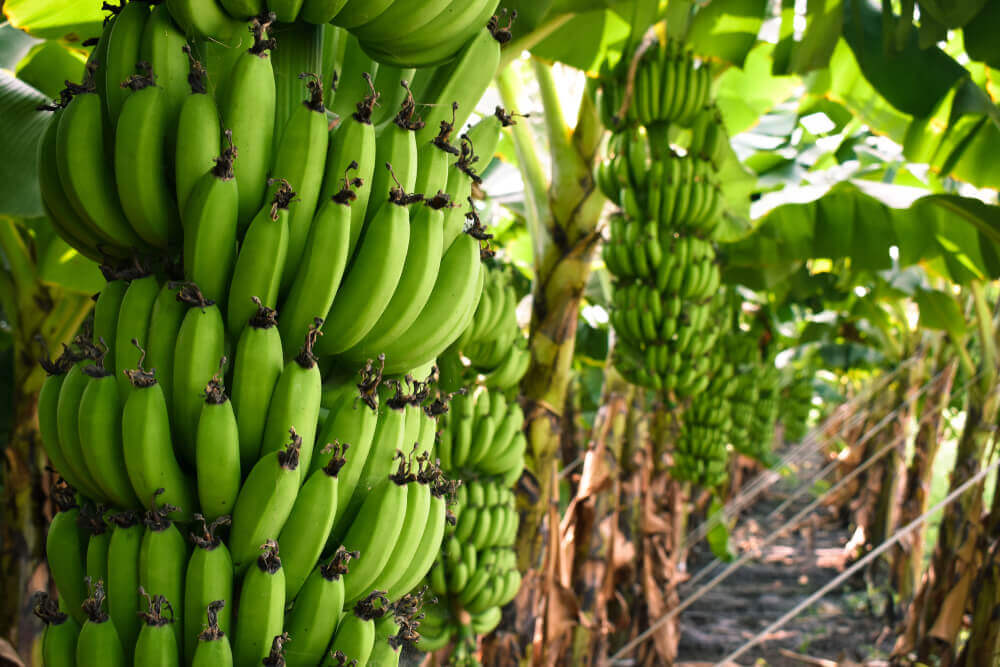 Ursprung, Anbau und Verbreitung – Bananenproduktion weltweit