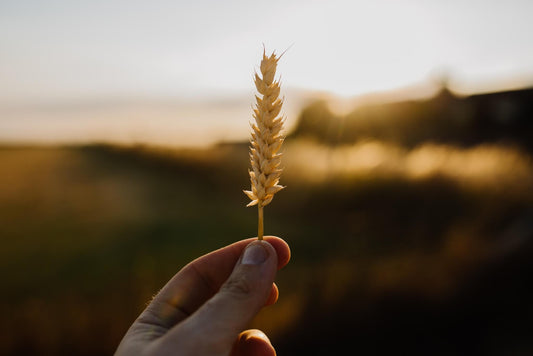 spiga di grano