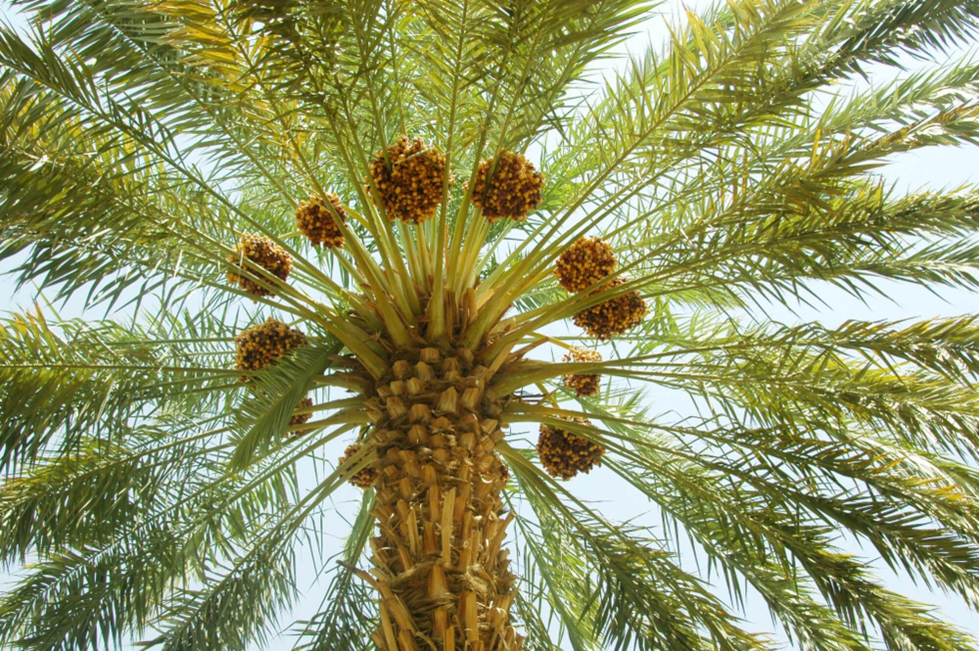 The date palm - a giver of life in the desert landscape - Verival Blog
