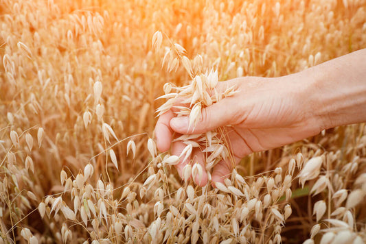 Son d'avoine : un miracle en matière de fibres