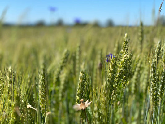 Cosa sono i cereali antichi e quali tipi ne esistono?